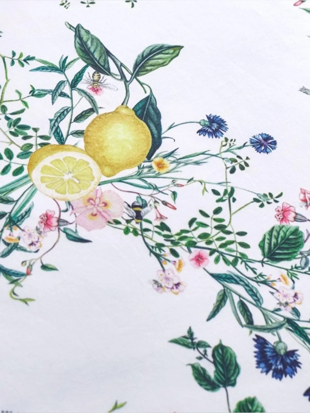 Monique Lhuillier Positano Percale Euro Sham Pottery Barn